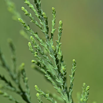 Chinese Saltcedar has grayish-green leaves modified into overlapping scales which help to reduce water loss through transpiration. Tamarix chinensis 